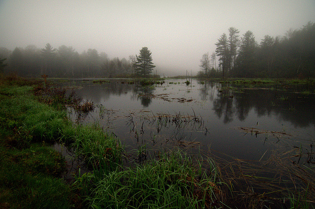 danielodowd:  foggy marsh by Mustekala5 on Flickr.