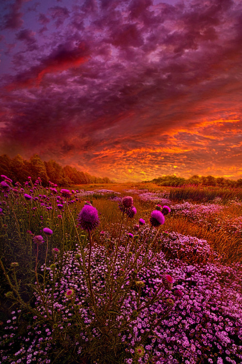 floralls:Wisconsin Horizons by Phil Koch