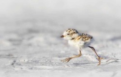 Feets, Do Your Duty (Downey Plover Chick)