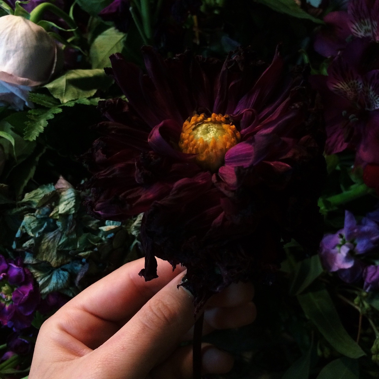 lickgold:  Compressing flowers, my creations so far 
