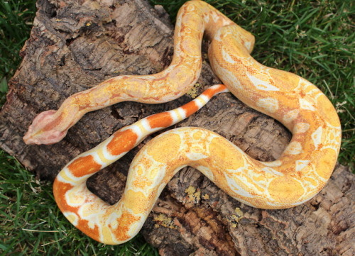 almightyshadowchan: She is easily one of my favorites. Prudence, 2016 Purple Sharp albino (Boa imper