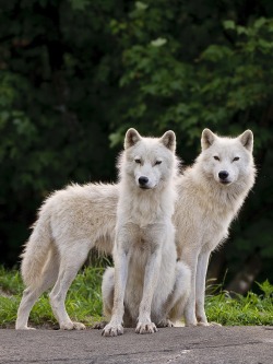 beautiful-wildlife:  Two Arctic Wolves On