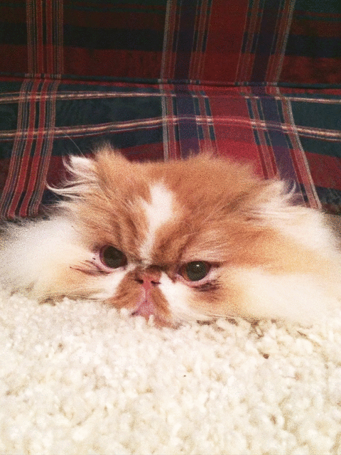 This cat’s face!! #wow #Persian #toocute