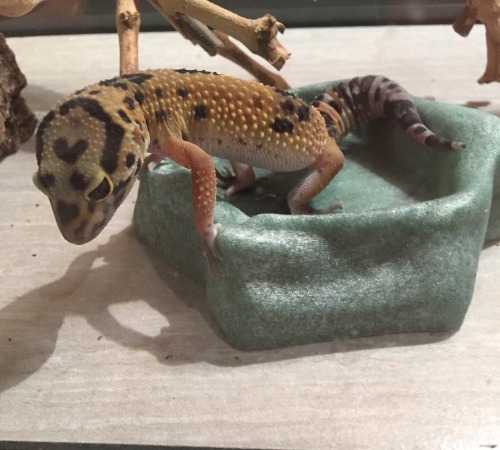 rate-my-reptile:tinygeck:she’s perfectTypes of friend: YELL, Tall, sexy nekkid strippy lapdanse, The