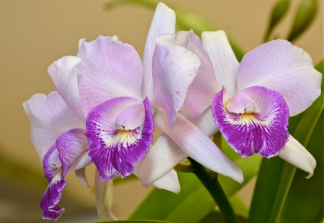 Cattleya hybrid from March 2014 show table