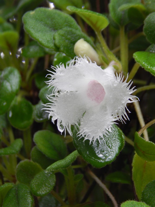 Alsobia dianthiflora, neilikkakuparilehti