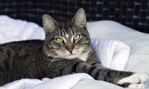 catsnpussys