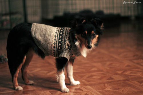 spartathesheltie:“Shelties don’t wear jumpers, mom.”