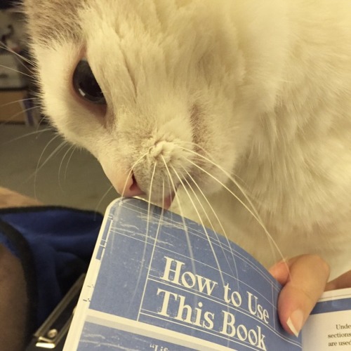 chocolatequeennk: Reading with Smokey @mostlycatsmostly