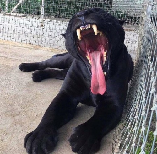 nunyabizni: zelsbels-official: anubianpagan: Today’s Mood every time I see a large animal yawn