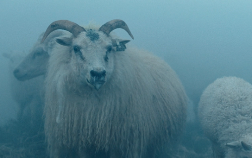 pierppasolini:Lamb (2021) // dir. Valdimar Jóhannsson  