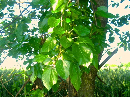 Mulberry tree, genus Morus.