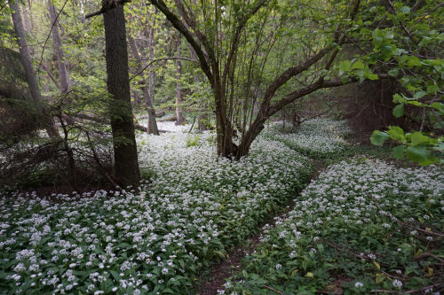 Forest of wood garlic (ramslök) by Mad Elg