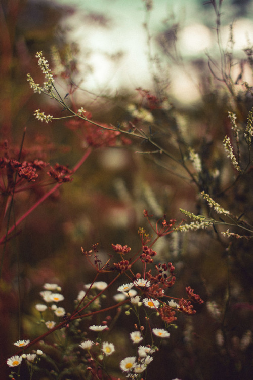 rabbitinthemeadow: And in the shifting twilight hour,surrendering at lastInto that pale and longing 