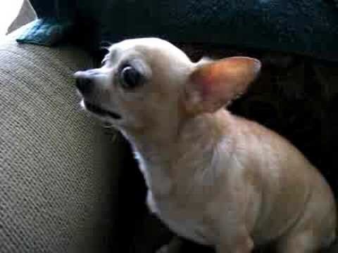 teapotsahoy:thehmn:I’m sorry for talking about dogs so much but I need to rant