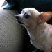 teapotsahoy:thehmn:I’m sorry for talking about dogs so much but I need to rant