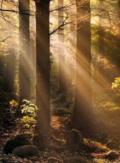 XXX fairydrowning:Sunbeams in the forests. photo