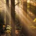 Porn fairydrowning:Sunbeams in the forests. photos