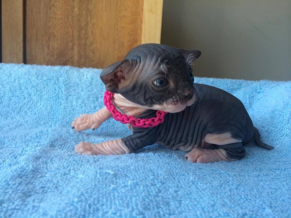 chubbylilcubby:  SCREAMING LOOK AT THESE NEW PICTURES OF MY ADORABLE ADORABLE ADORABLE