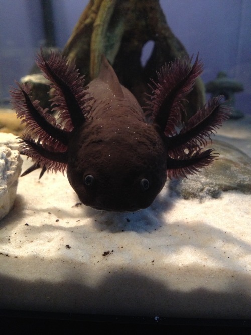 axolotlapothecary: pallasyte:Fen is on the move  Look how big her gills used to be! I’m g