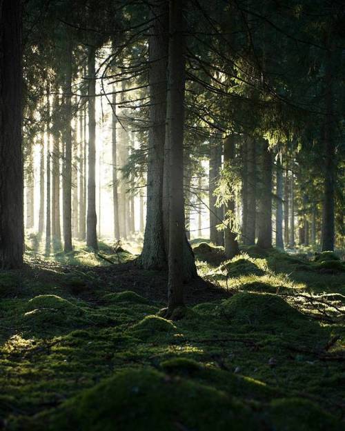 wanderthewood:Småland, Jönköping, Sweden by life.by.linus