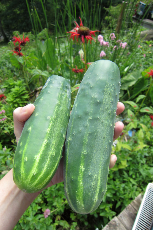July 2015 - First cucumbers of the season!The one on the left has already been sampled - definitely 