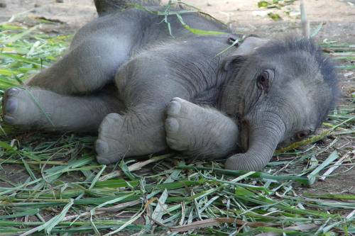 Baby Animal Posts