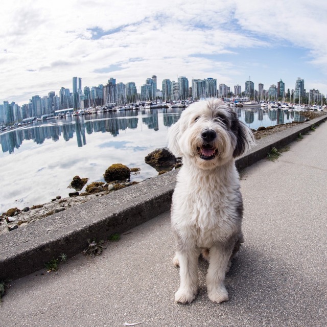 old english sheepdog kijiji