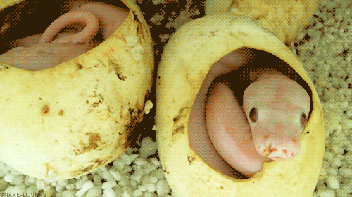 theniggaskaramazov:snake-lovers:Red Eyed Leucistic Reticulated Python HatchlingBabies
