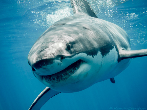 thelovelyseas:Great white by Ramón Carretero