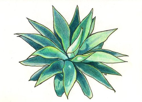 Green Succulent Colored Pencil Drawing //BarbRossArt