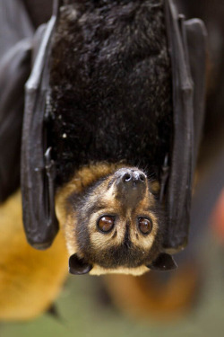 battime:  Pteropus conspicillatus - Spectacled Flying Fox  Photo by Bruce Thomson