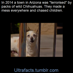 ultrafacts:  The small dogs often join forces