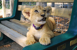 babyanimalposts:  feeling down? you need this baby animal blog   Awww lookit lil’ lion babbu &lt;3