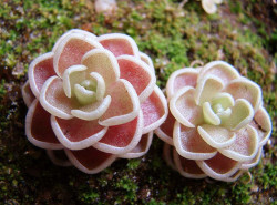 ficusfern:  libutron:  Pinguicula esseriana | ©Carlos Tatsuta These beautiful rosettes belong to the species Pinguicula esseriana (Lamiales - Lentibulariaceae), a butterwort endemic to San Luis Potosí state in Mexico. It is a carnivorous plants