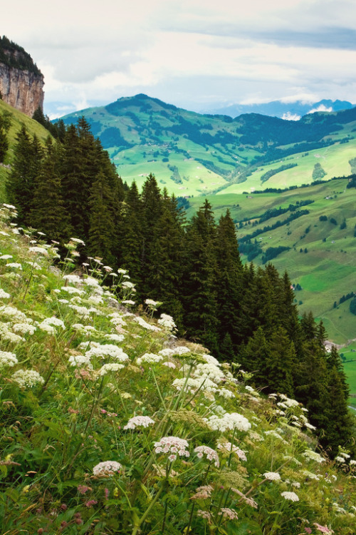 travelgurus:                            Between Altenalp and Aescher