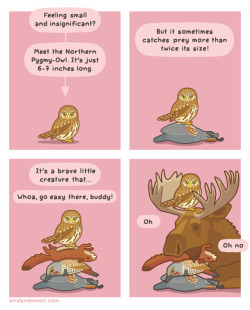 birdandmoon: Feeling small? Here’s some motivation(?) from an owl. (Note: Northern Pygmy-Owls don’t really catch moose, but they have been recorded dispatching red squirrels, northern flickers, and Gambel’s quails. They mostly hunt smaller things,