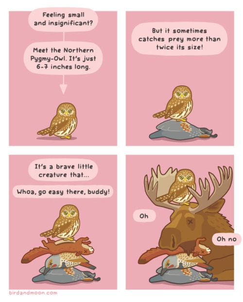 “Northern Pygmy-Owl” cartoon by Bird and Moon 
