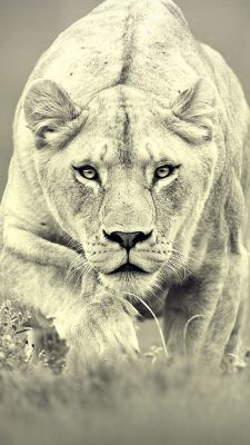 expression-venusia:  Monochrome Lions Expression