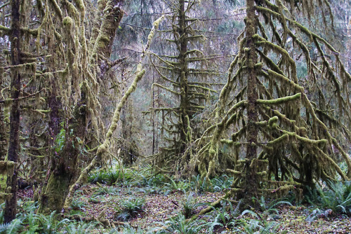 Hoh Rainforest by Mary Ann Whitney-Hall