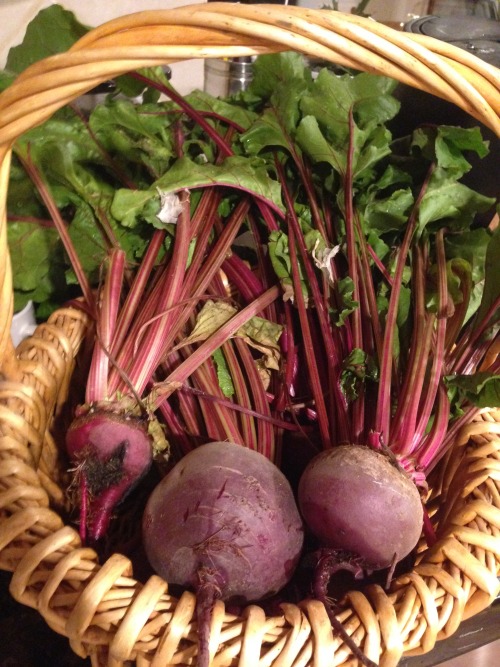 Beautiful “Early Wonder” Beets from my garden.Beets need plenty of space between seedl