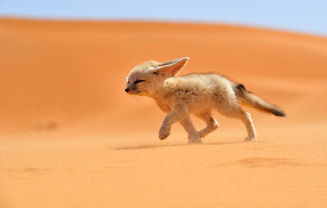  A fennec fox walks against the wind in Morocco. The fennec, or desert fox, is a