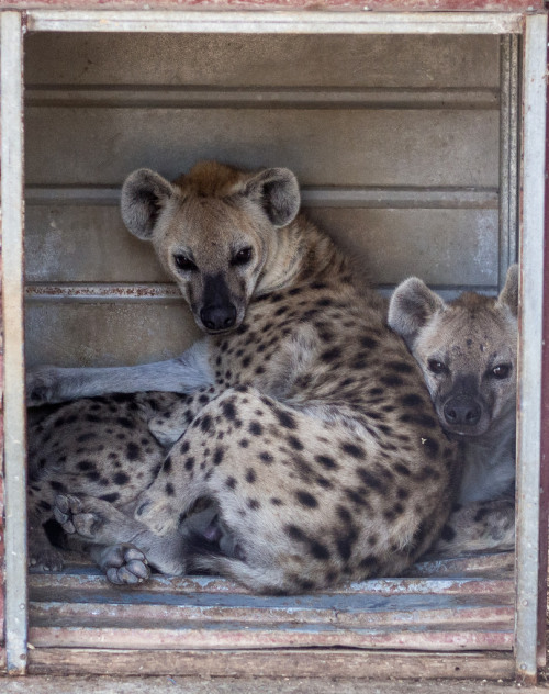 tigerskinsandotherthings:  Hyenas in Melios Zoo by Sergey Galyonkin // CC license 2.0 