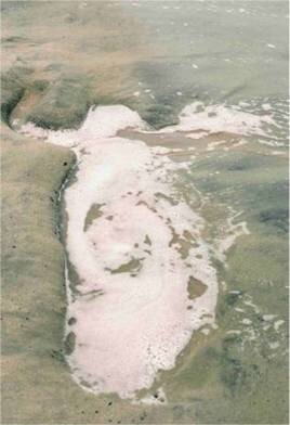 mossful:Ana Mendieta