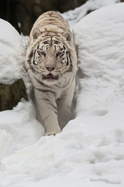 jaws-and-claws:  Weisser Tiger by CROW1973