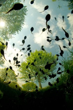 handa:  500px: - Tadpoles by Bert Willaert 