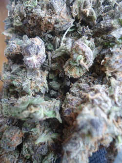 Dank Purps