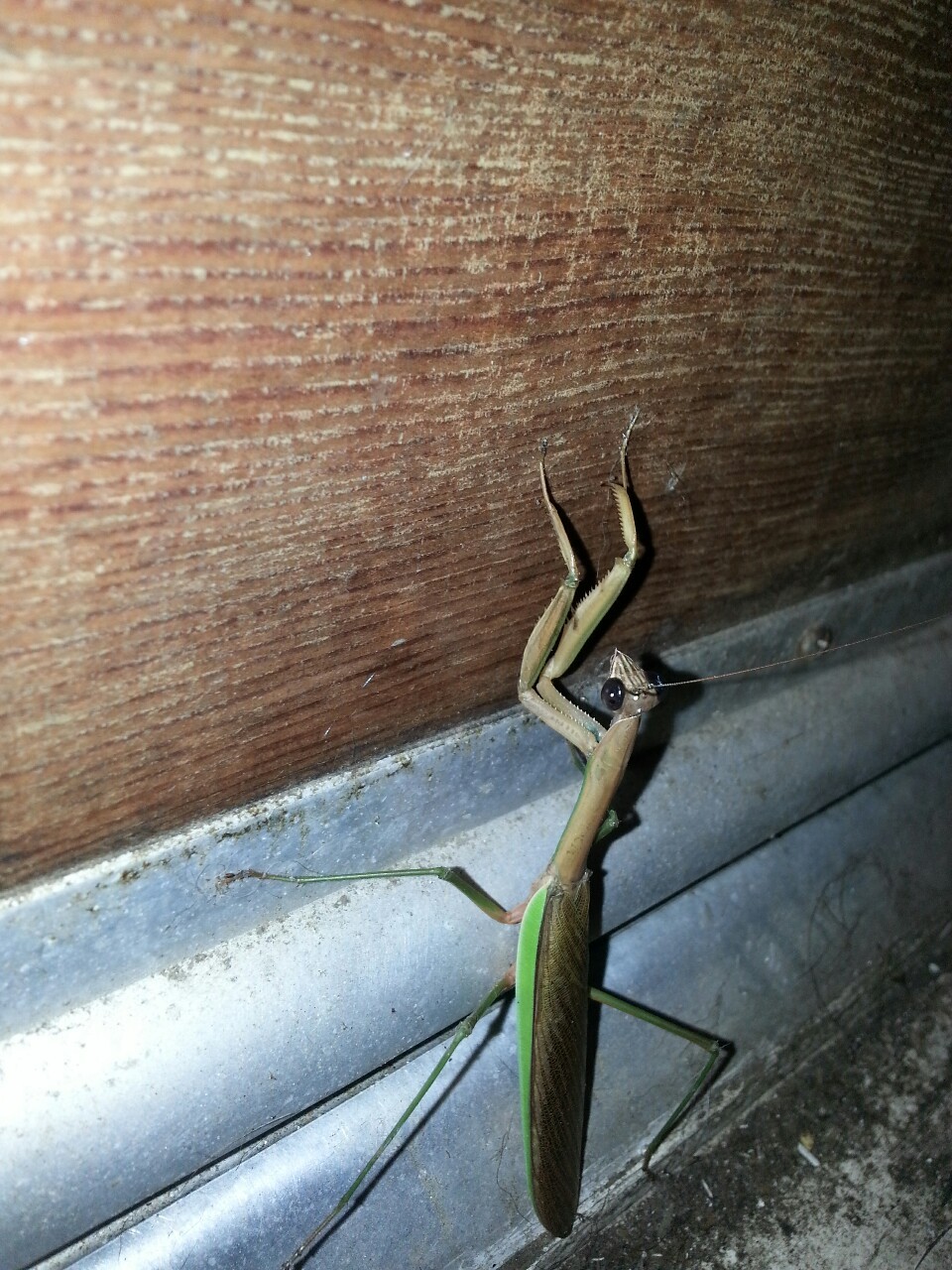 Was smokin a cigarette on my porch, to to open my door and this little fucker flies