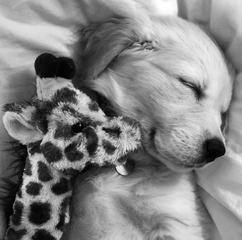 asubssoul2013:  buggybee:  Cutie ☺️ @asubssoul2013  Aah, @buggybee, this is precious! Thank you my sweet friend ! 