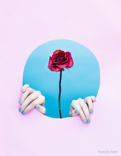 sfmoma:SubmissionFriday:  rose by Anastasiia